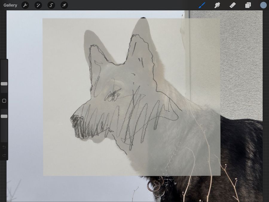 A sketch overlay in Procreate used to check drawing accuracy