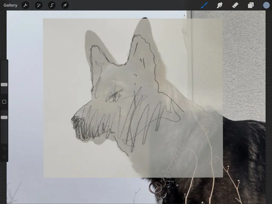 A sketch overlay in Procreate used to check drawing accuracy
