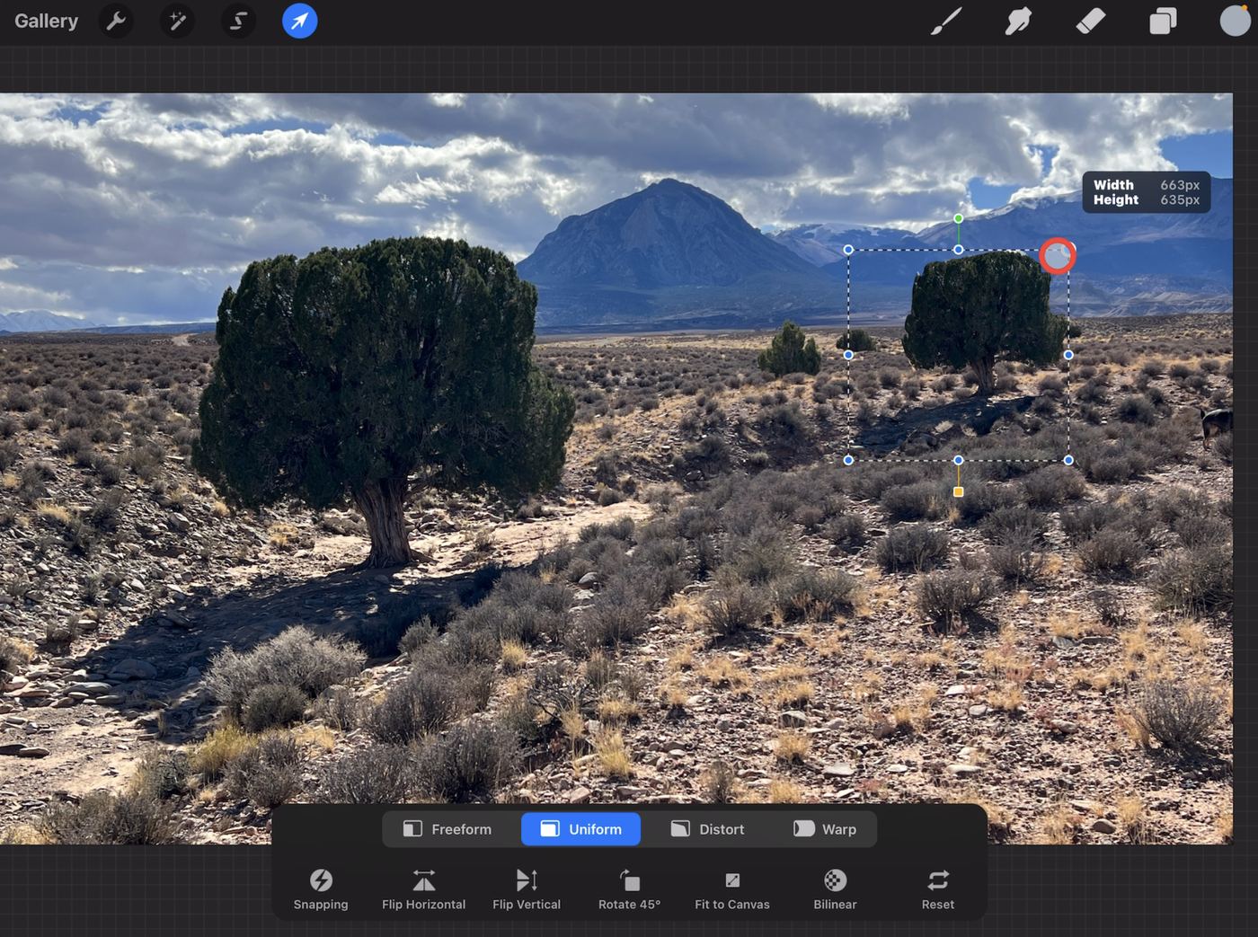 Procreate screen showing a tree being transformed in a landscape composition